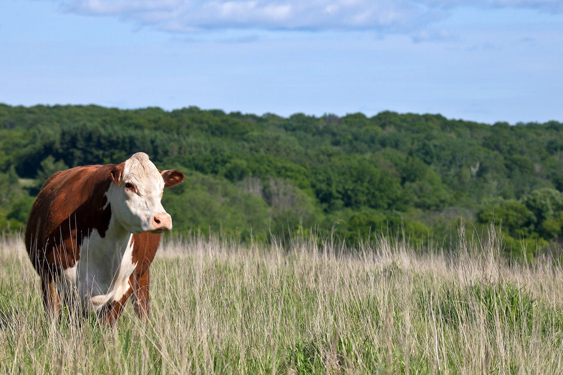 Supporting British Farmers & Native Cattle Breeds - DukesHill