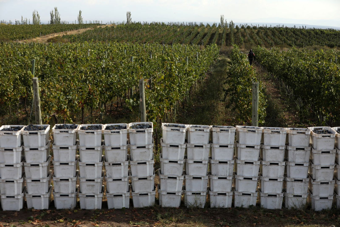 Meet the Makers: Château La Coste and La Coste de Los Andes - DukesHill